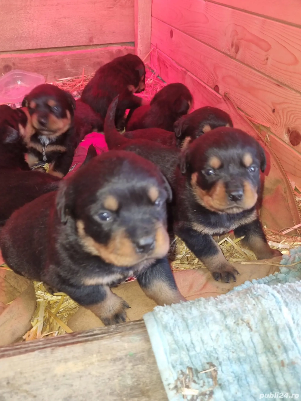 Rottweileri in varsta de o lună