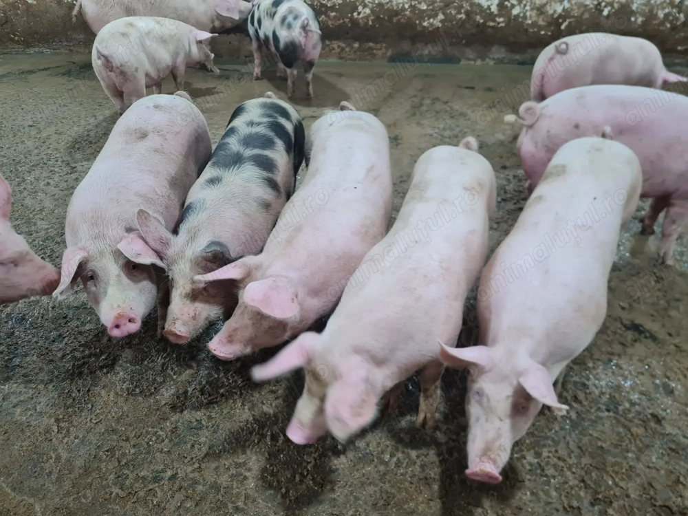 Porci de carne crescuți tradițional   16 lei kg, diferite mărimi