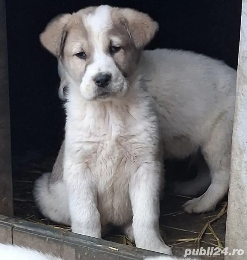 vand căței de Asia Centrala 