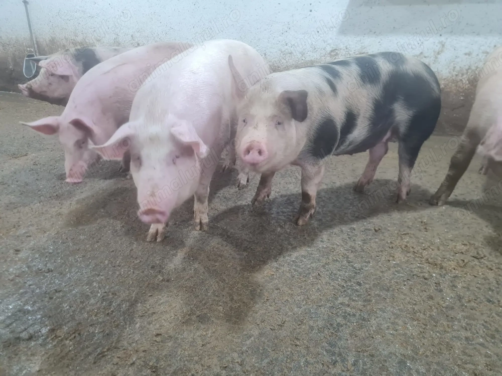 Porci de carne crescuți bio, 16 lei kg   livrăm la domiciliu!