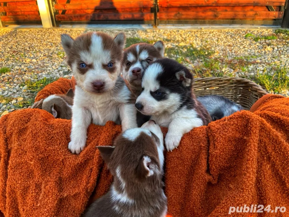 Puiutii de husky își cauta stăpân