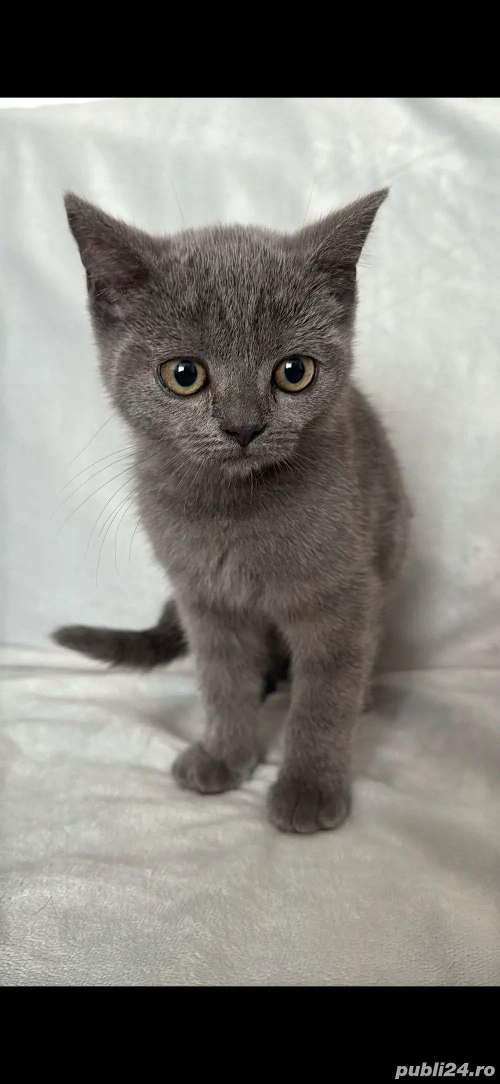 Pisici british shorthair