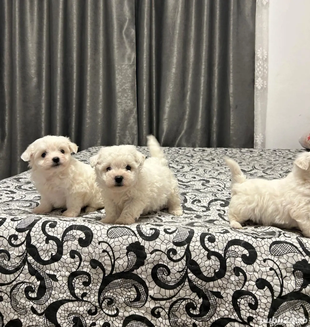 Vând căței Bichon