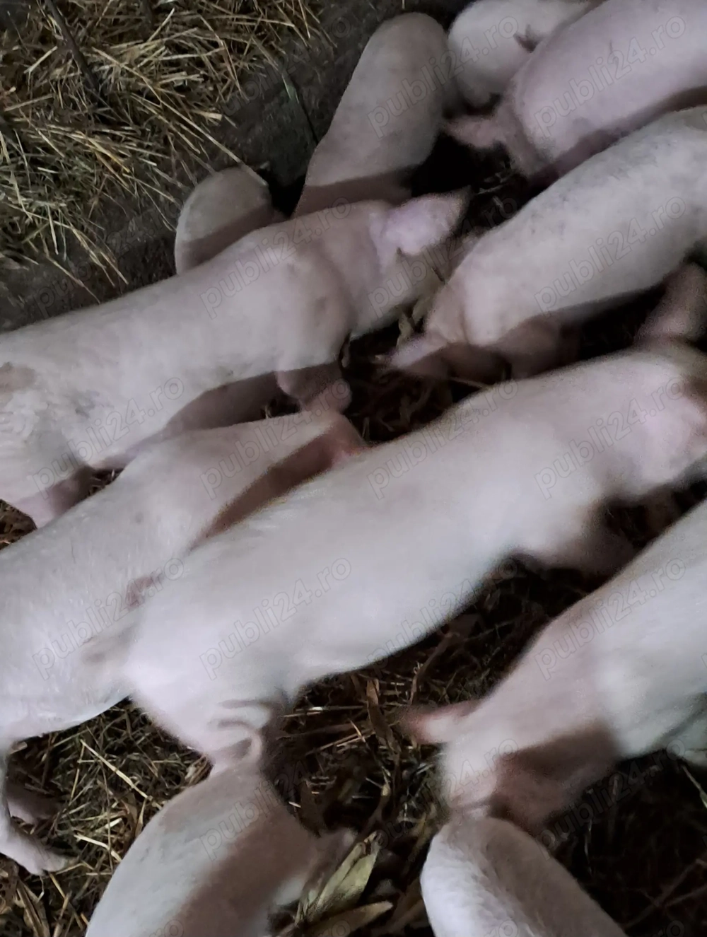 Grăsuni de vanzare , preț negociabil 