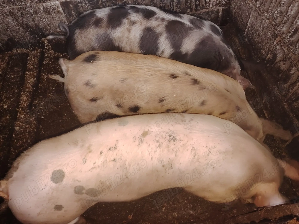 Vând porci de carne pietrain 