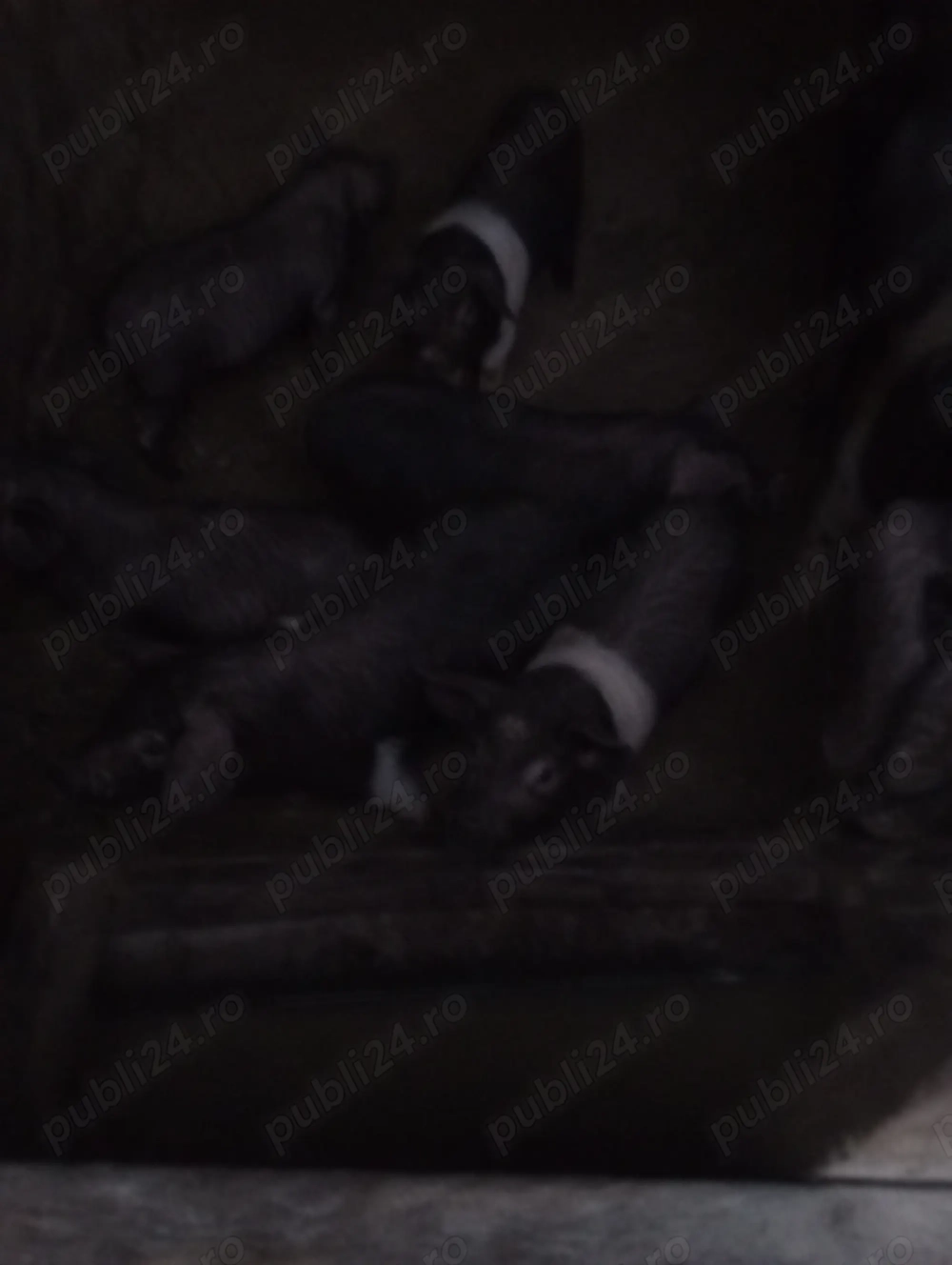 Purcei bazna 12 săptămâni 