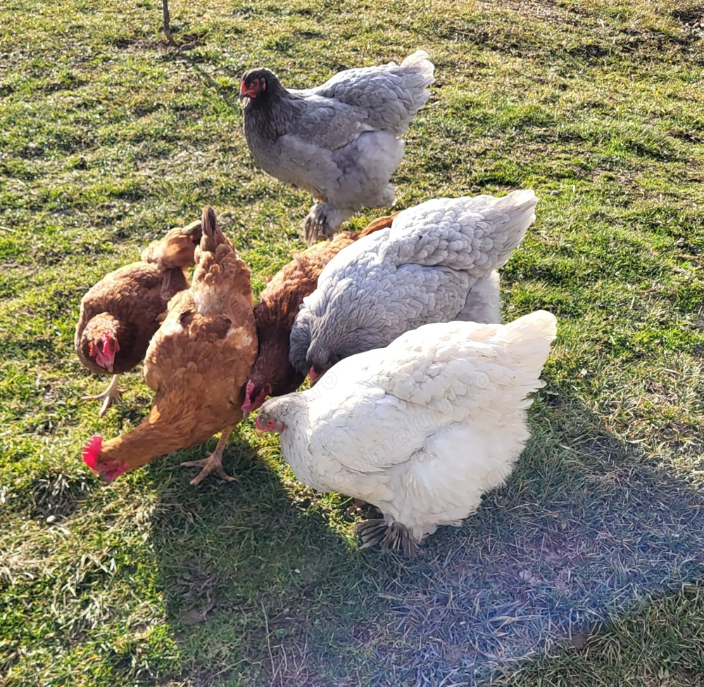 Gaini de curte din acest an.Imprejurimi  si Baia Mare, 