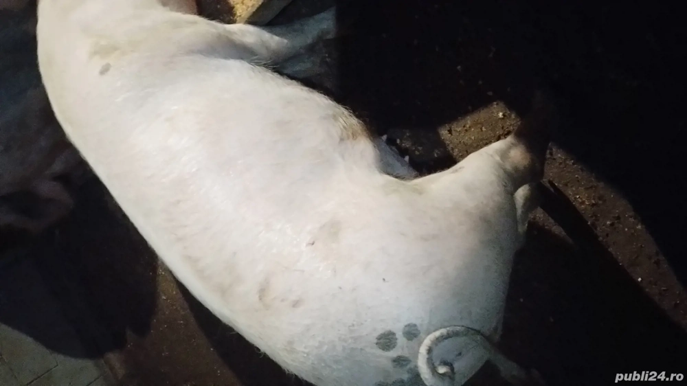 porci de vinzare pentru sacrificat sau prasila 
