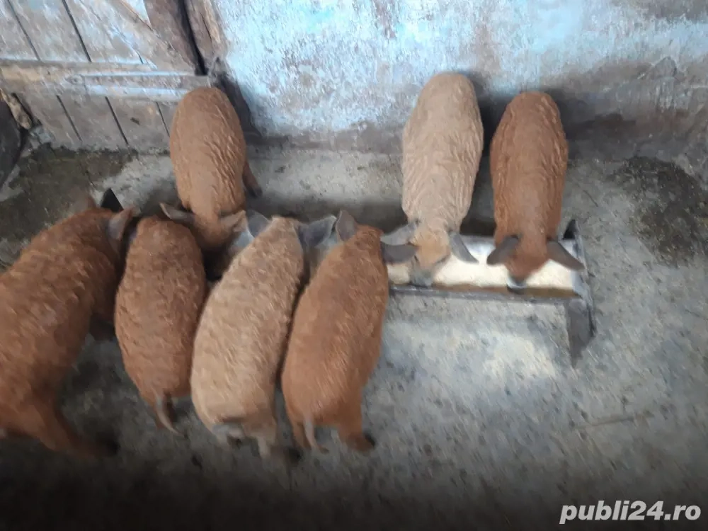 porci mangalita de vazare 