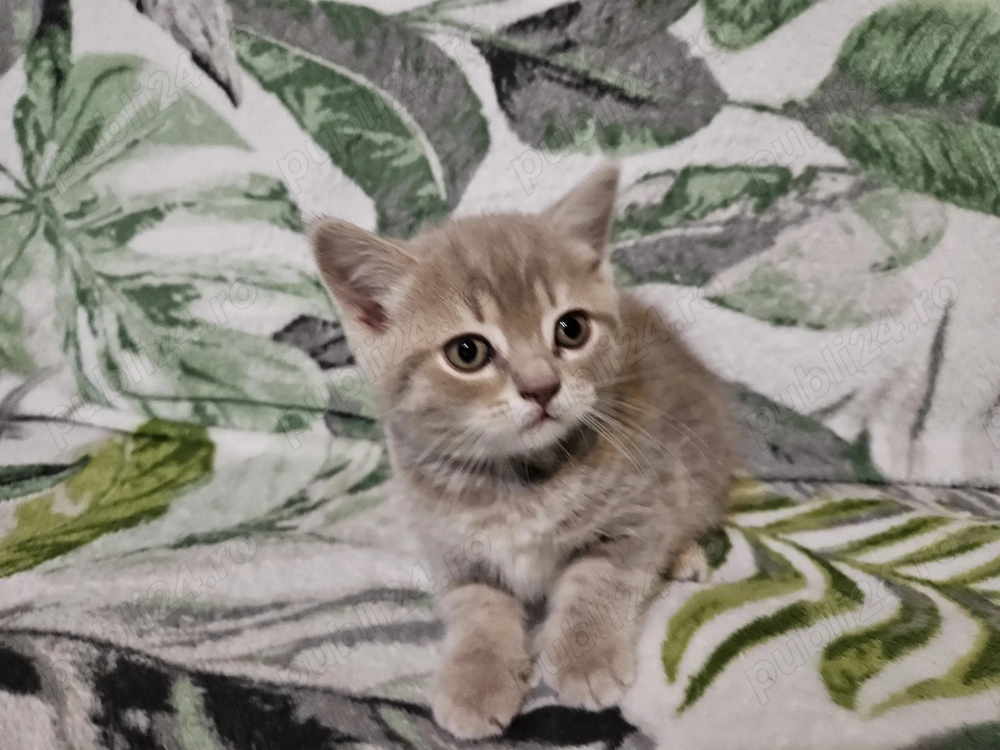 Pisicuta Scottish Straight Golden Tabby