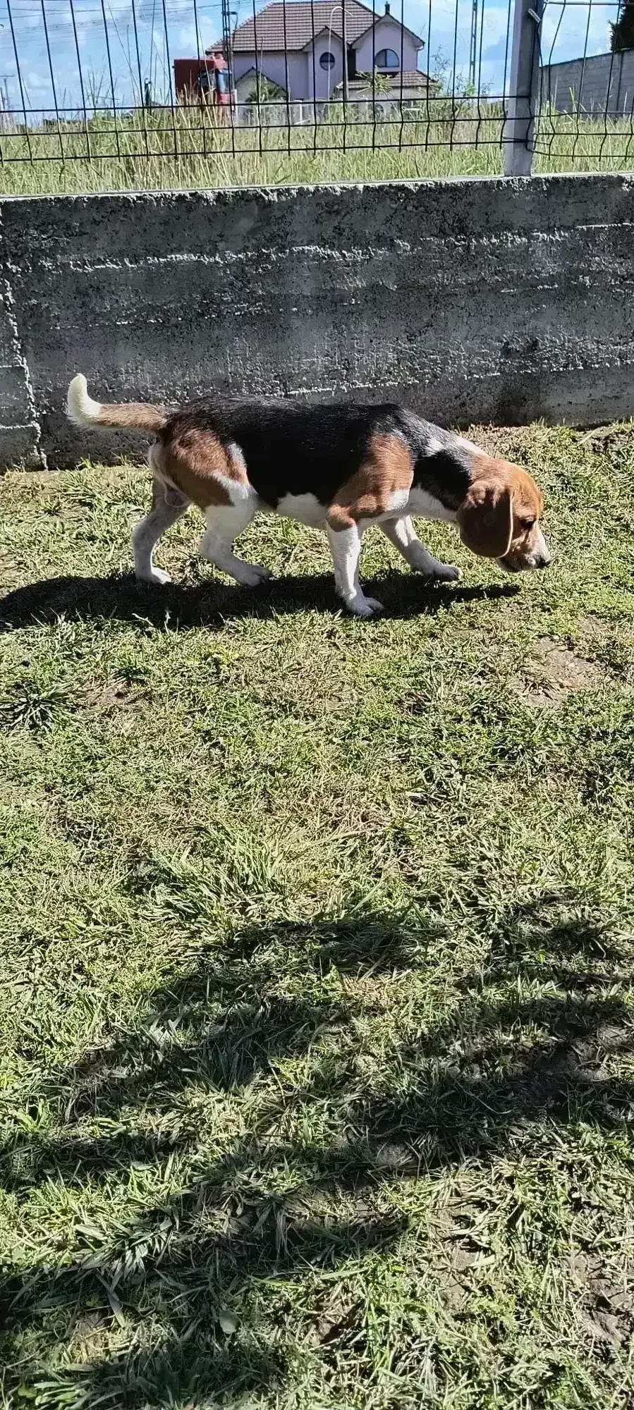 Mascul Beagle foarte frumos
