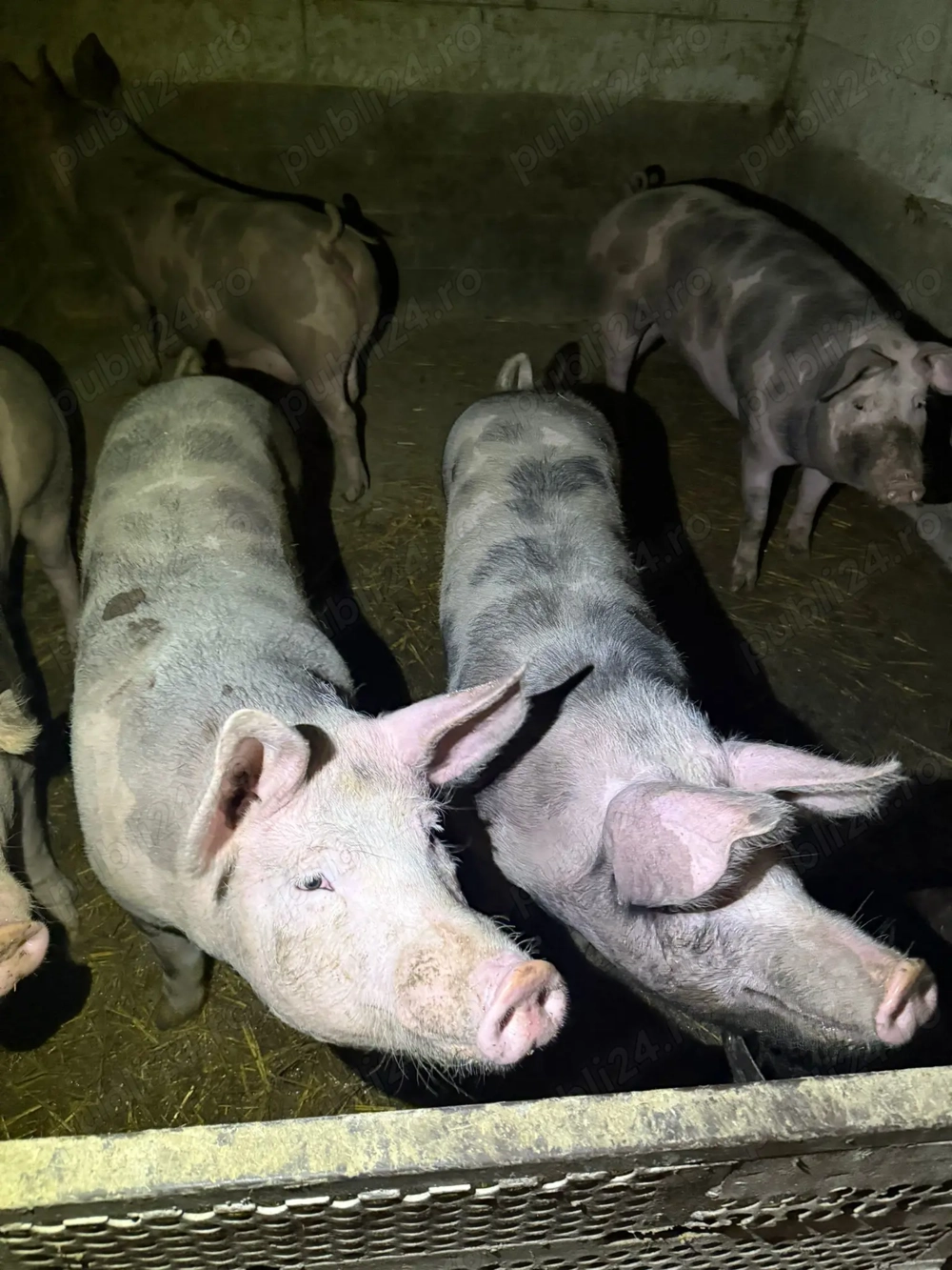 Porci Petrean si Marele Alb Bihor