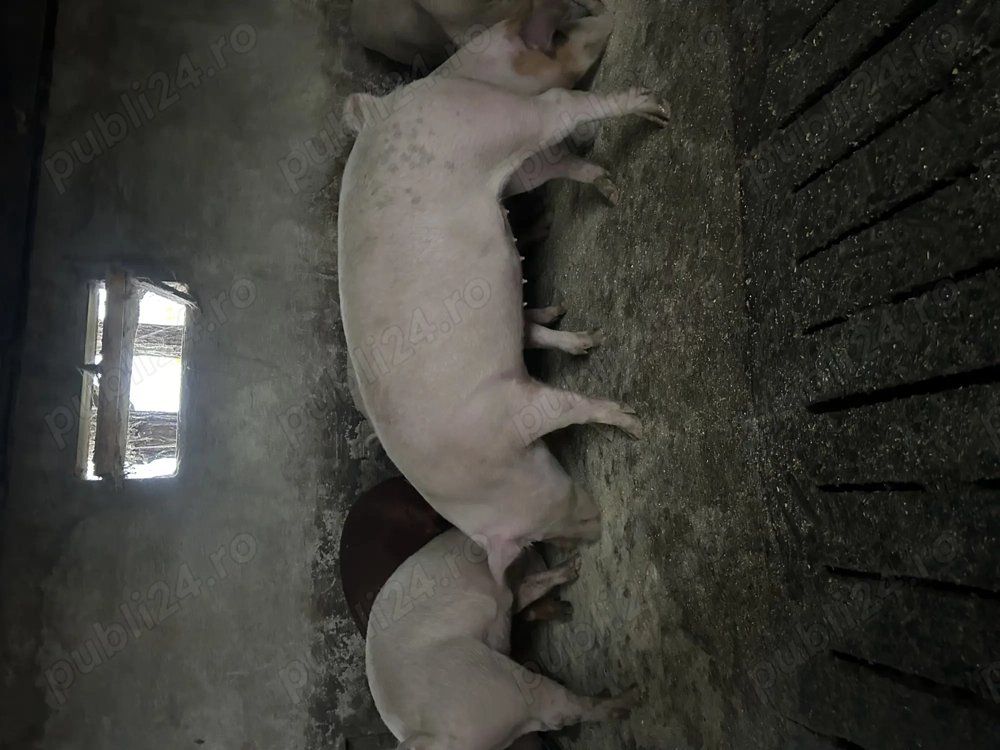 Porci între 100 și 200 de kg 