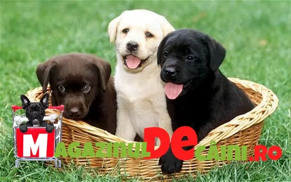 HRANA GRATUITA-Rezerva Labrador rasa pura cu factura,microcip obligatoriu prin lege. Livrare la CJ