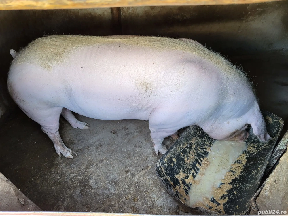 porc pentru Crăciun 