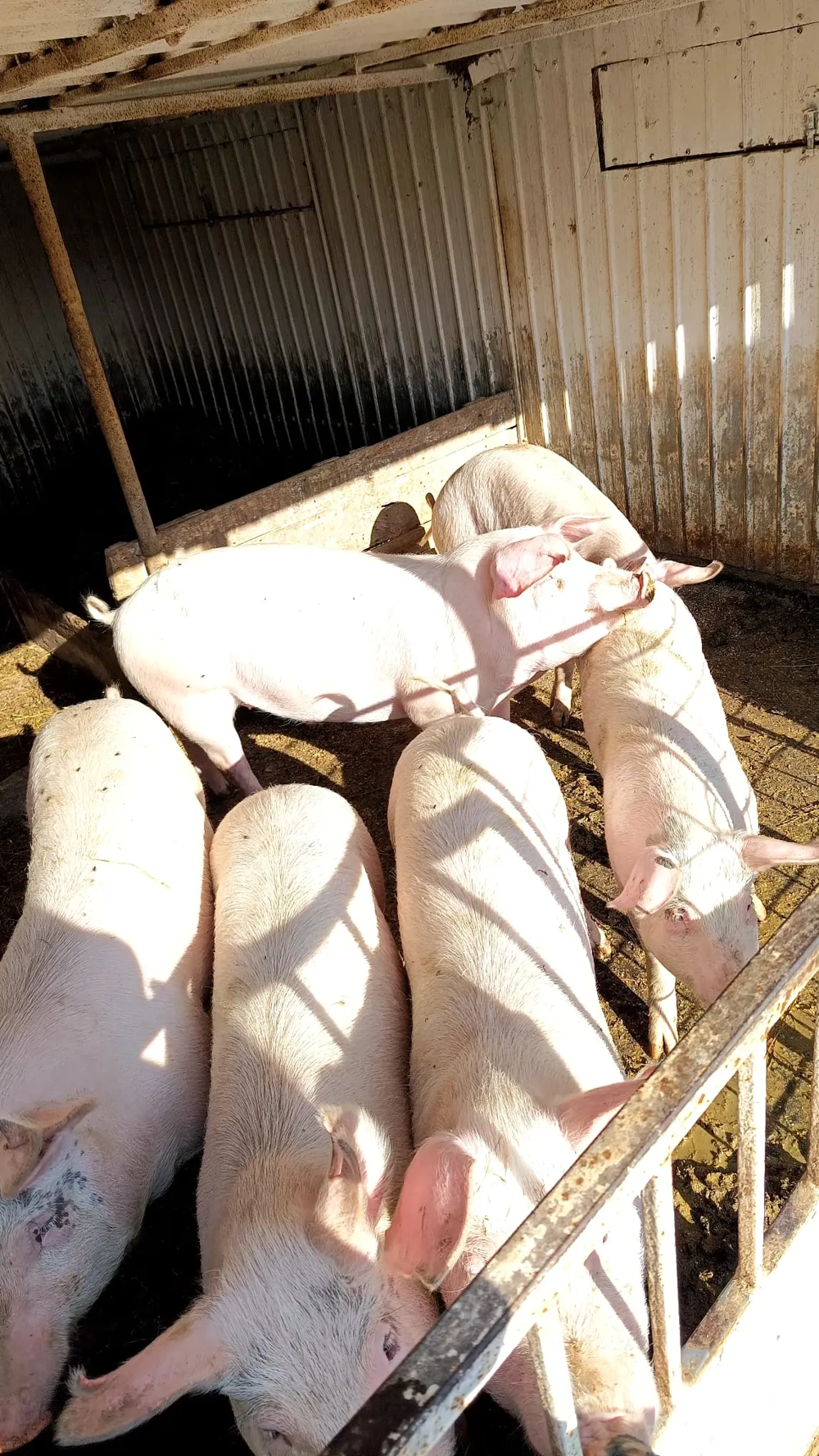 Porci rasă de carne pentru Crăciun