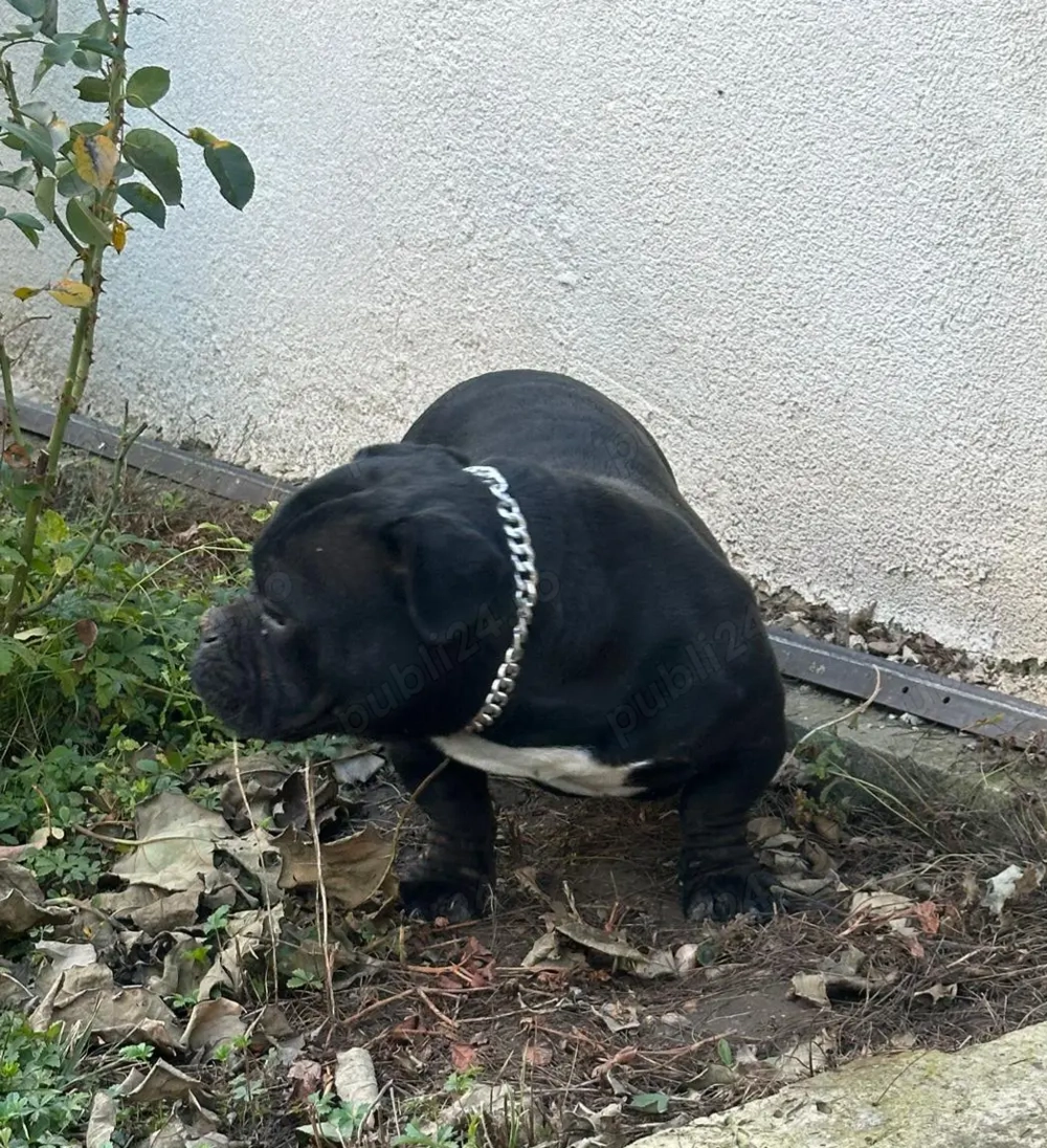 American Bully Exotic