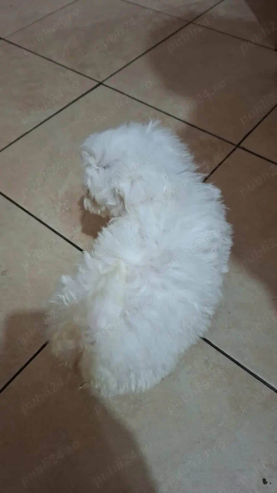 Bichon maltez mini