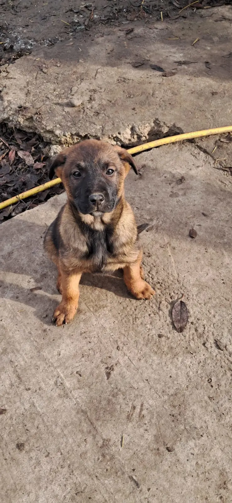 Sunt disponibili pui superbi de rasă Malinois Belgian,