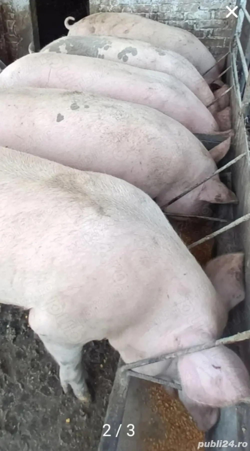 Porci de carne crescuti cu porumb si uruiala de la 120kg 130kg 140kg 150 kg 160kg 170kg 180kg 