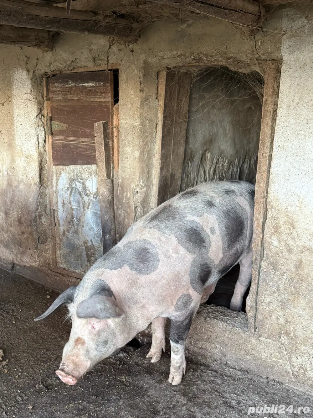 Vand porc de 120-150kg