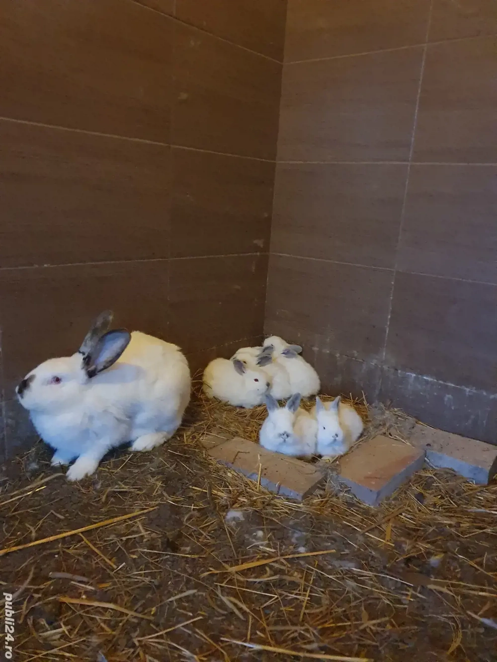 Iepuroaica Californian cu iepurasi 