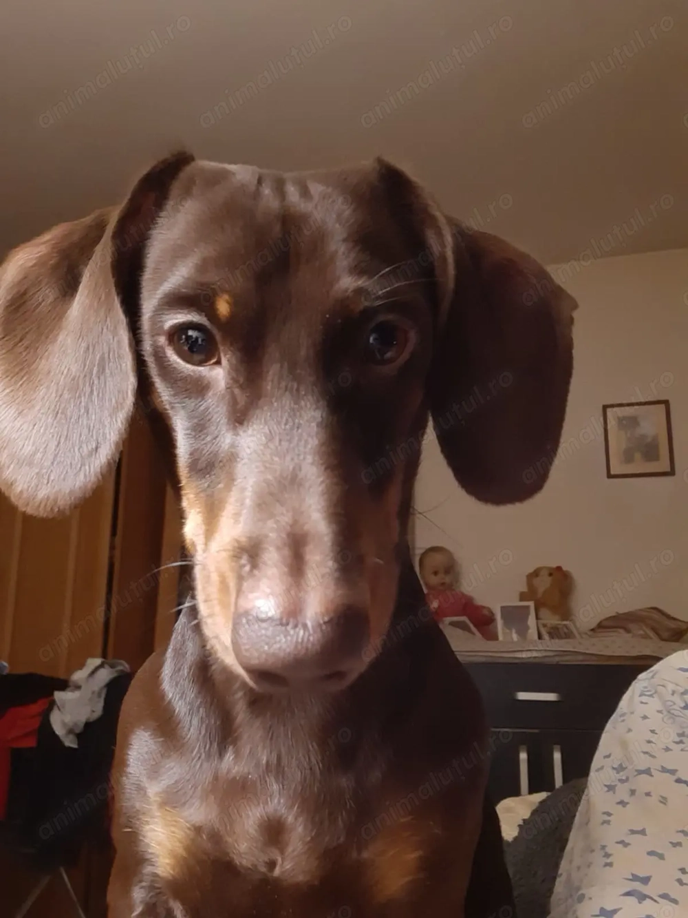 Teckel ciocolatiu, par scurt, mascul, 2 ani.