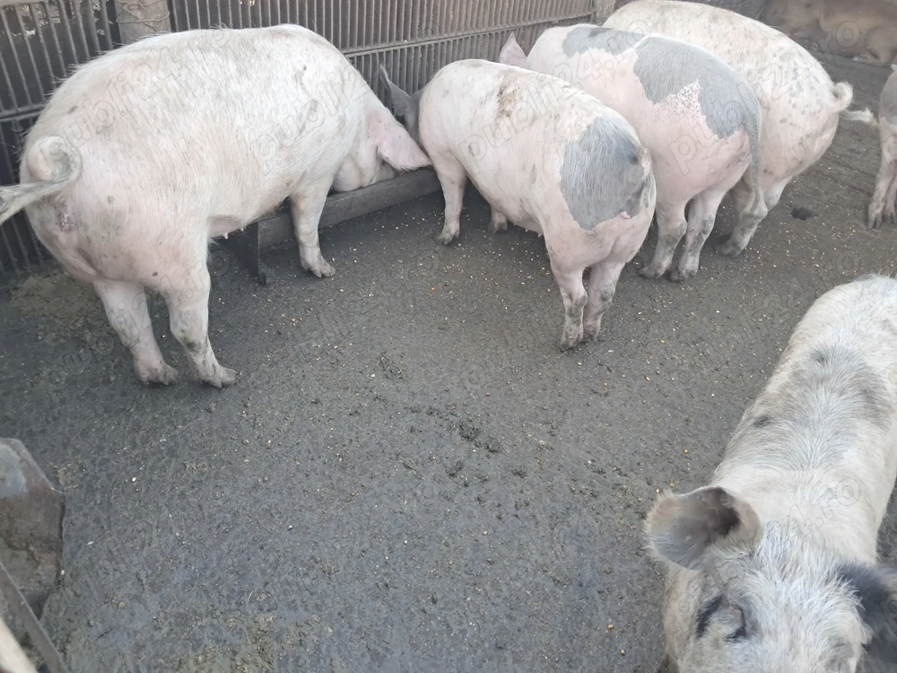 Porci de vanzare 