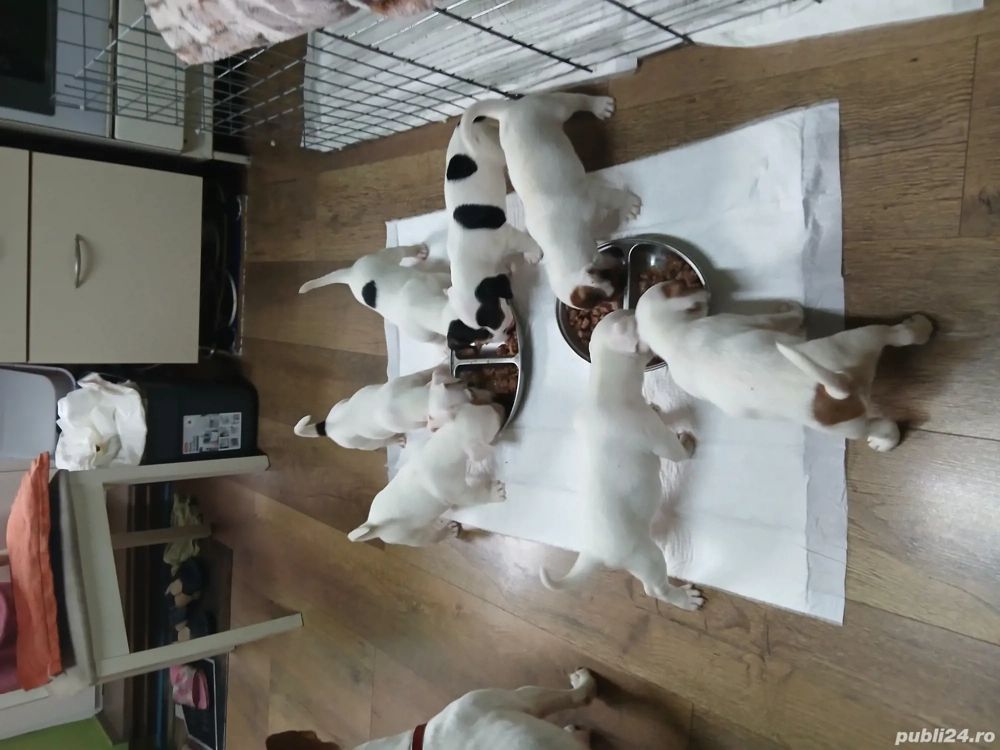 Jack russell terriers 