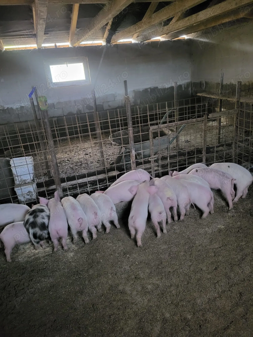 Vand purcei de 8-10saptamani 