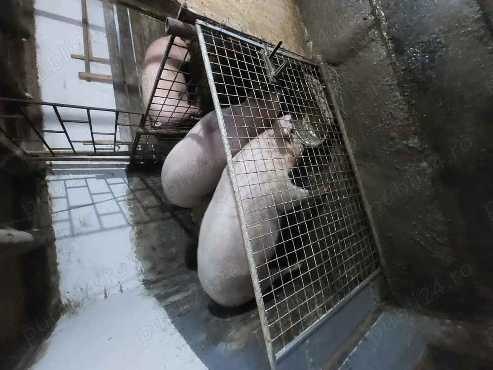 Vând porci rasă de carne 