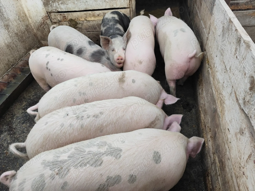 De vânzare porci 80kg100