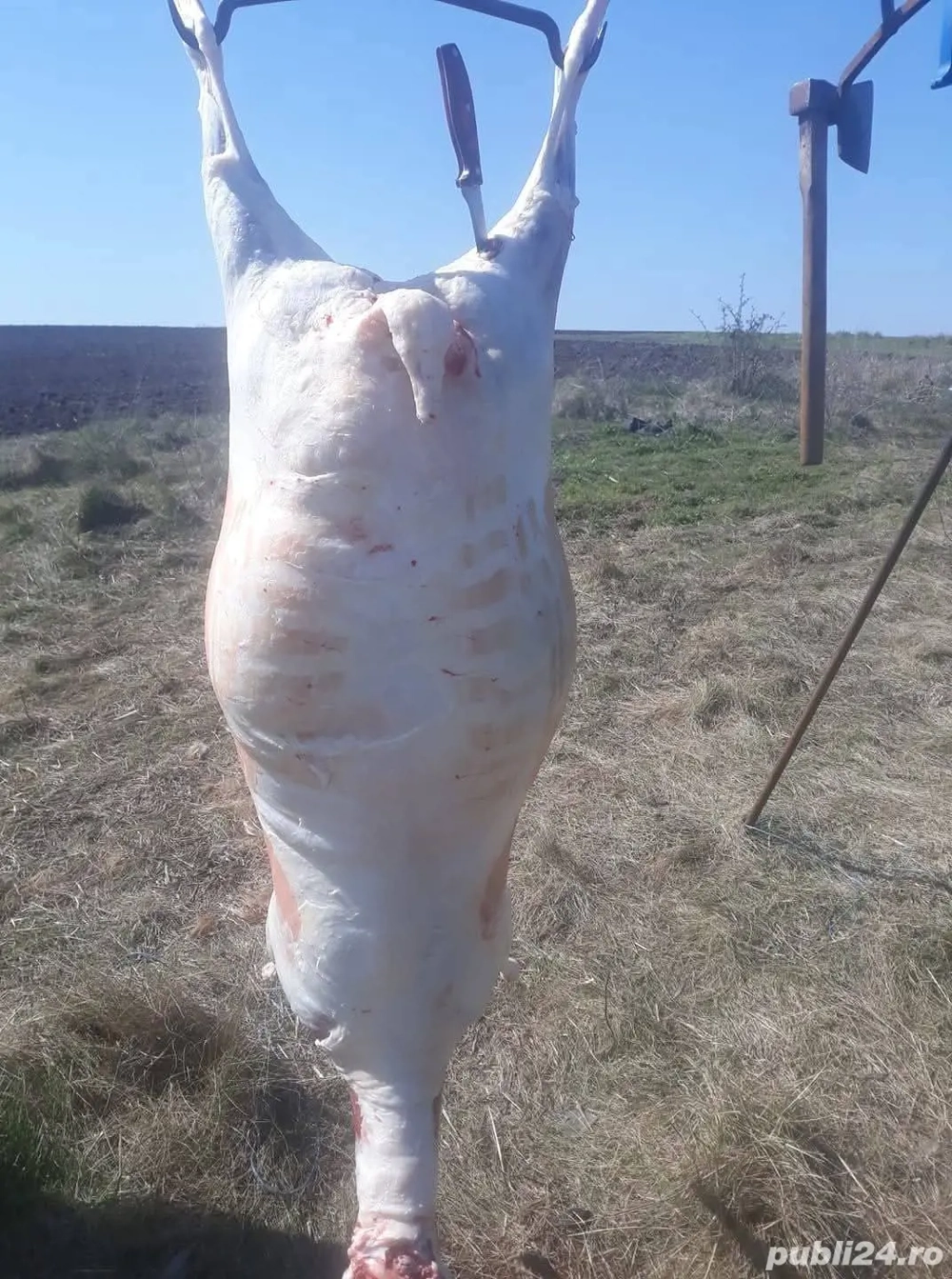 Vand carne de oaie ,mile!