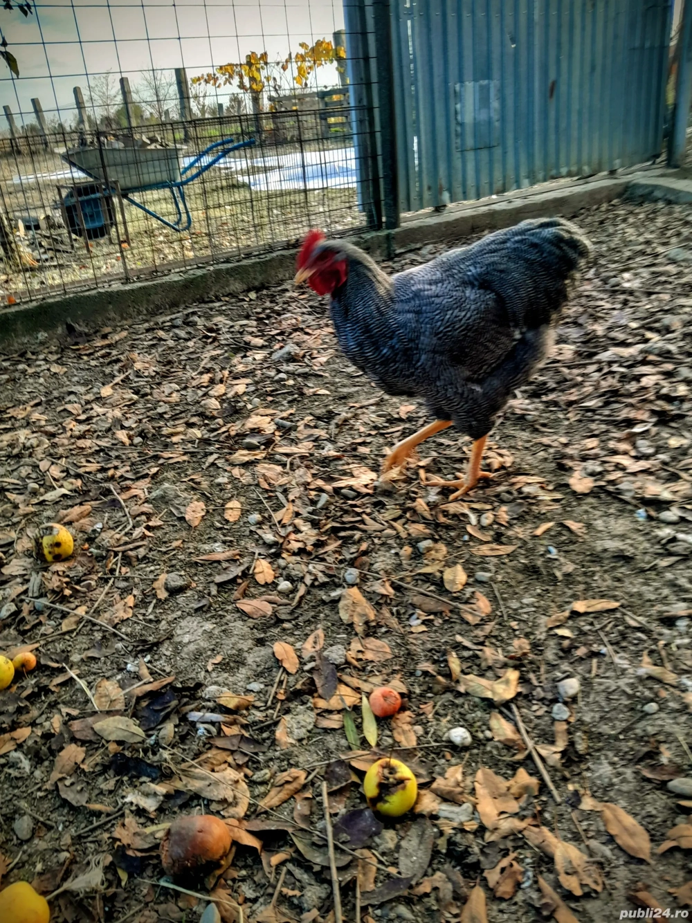 Vand cocosi plymouht