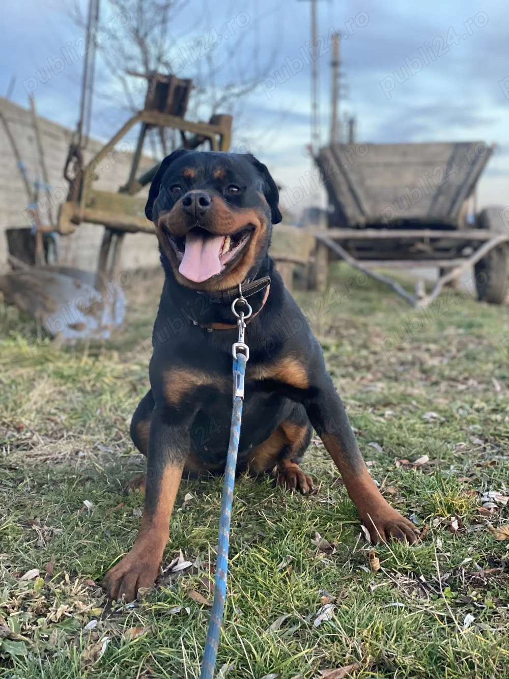 Rottweiler mascul și femelă maturi