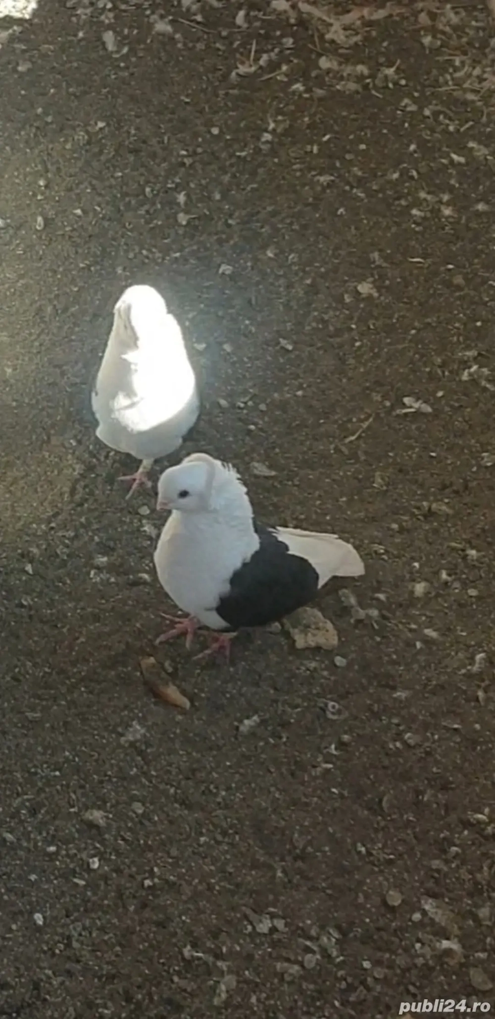 De vînzare porumbei