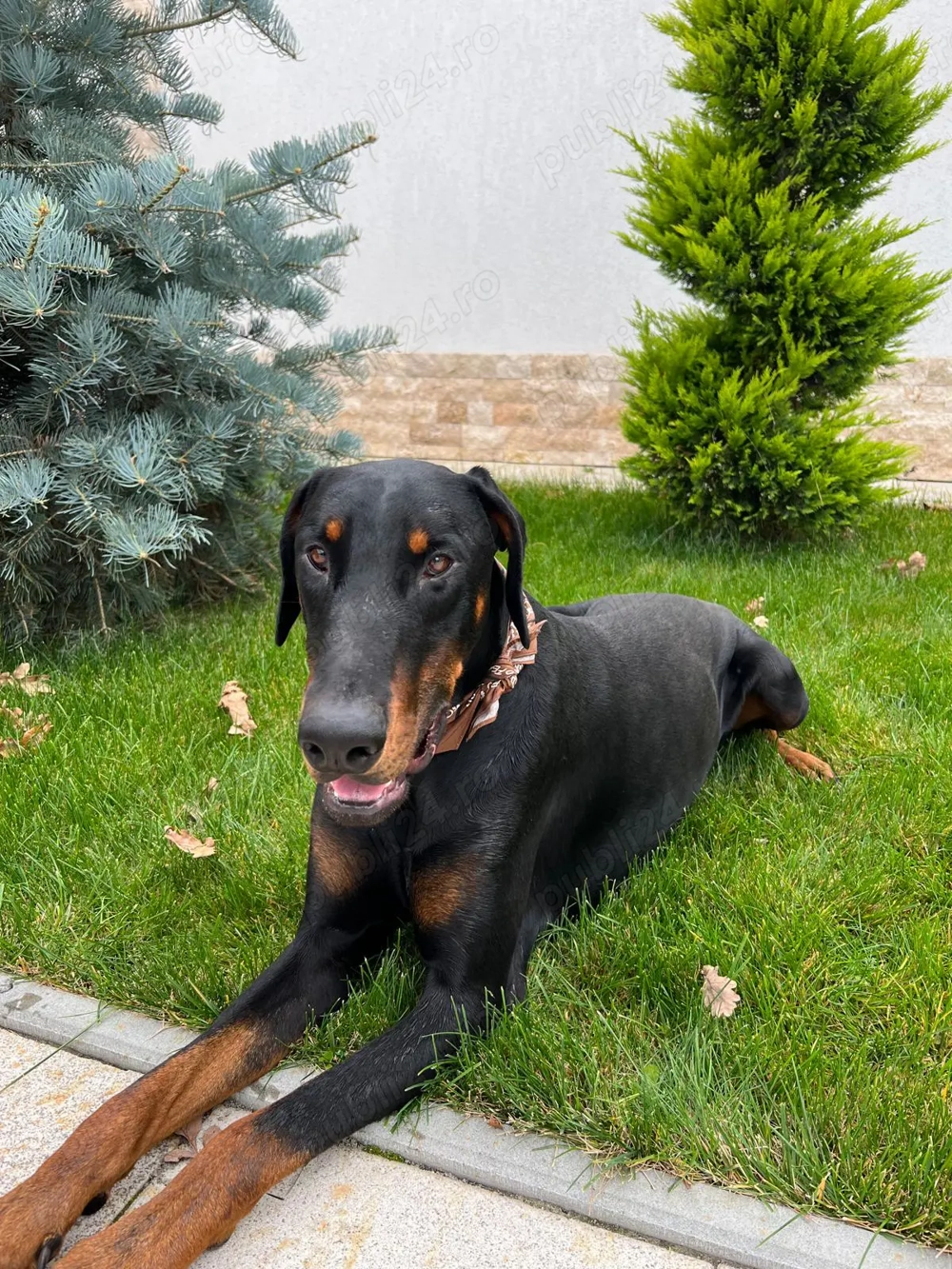 Vand Doberman 