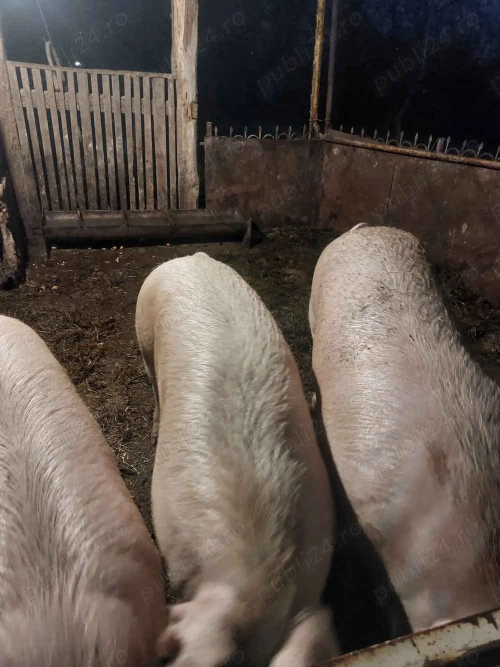 Vînd porci satu nou de jos