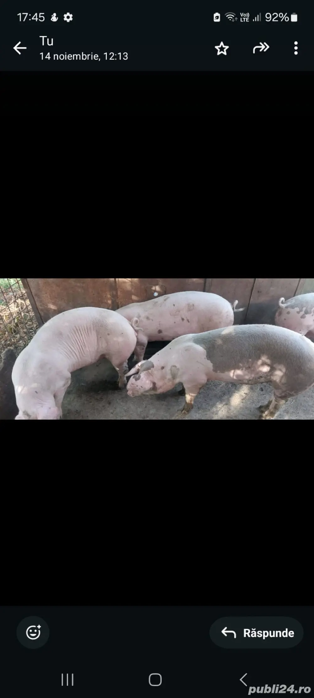 Porci de vanzare Dambovita 