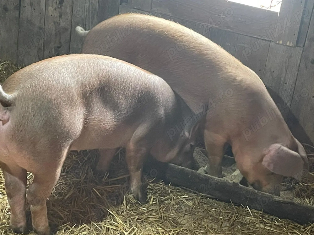 Purcele duroc original 