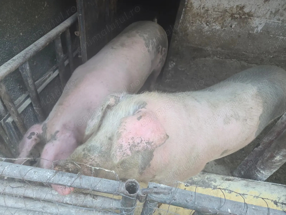 Vând porc 18 lei Kg