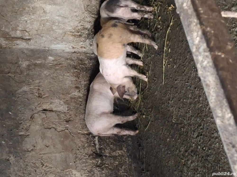 Gata de plecare pentru mai multe detli sunați la nr de telefon  