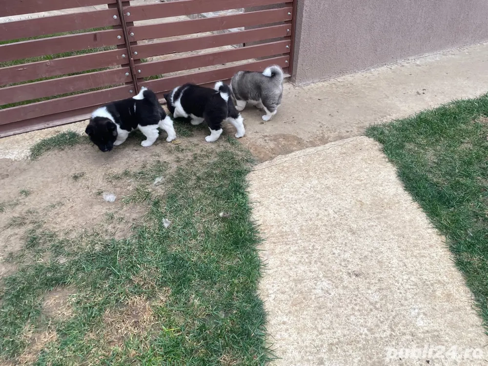 donez catei Akita American