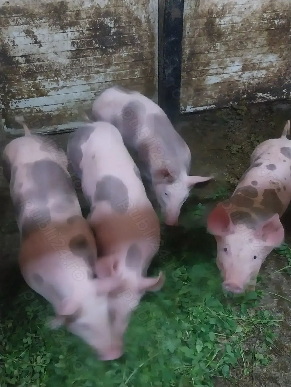 Scrofite petrean belgian 