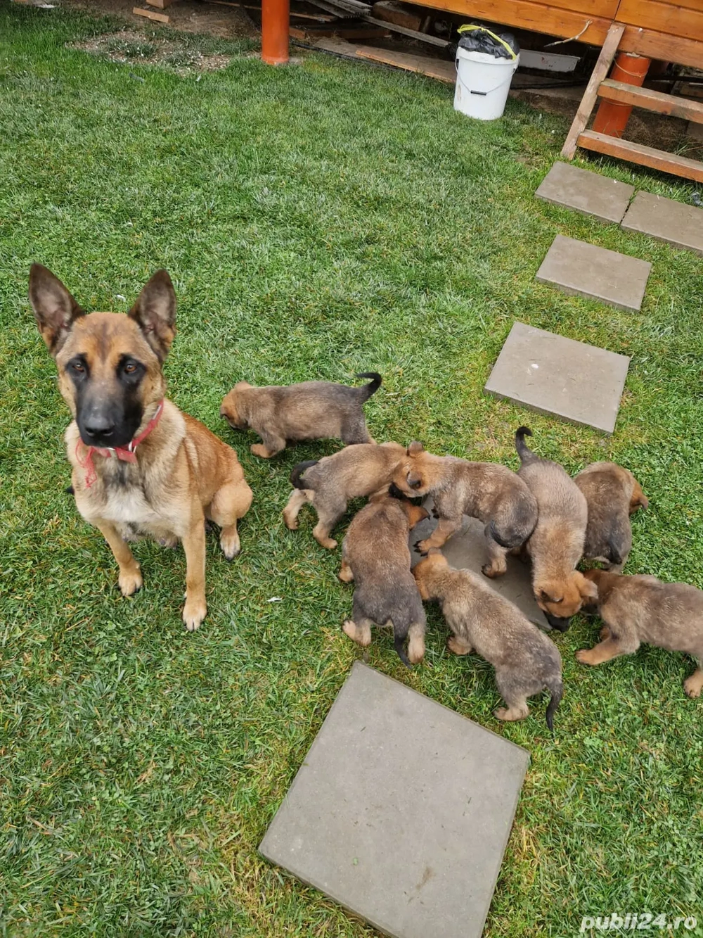 Vand pui de Malinois (Ciobanesc Belgian)