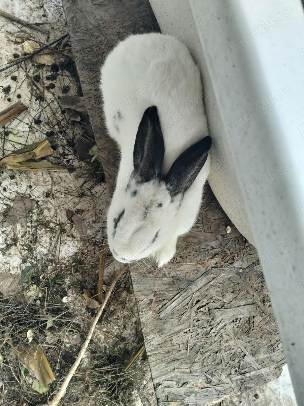 Iepure mascul fluture german 