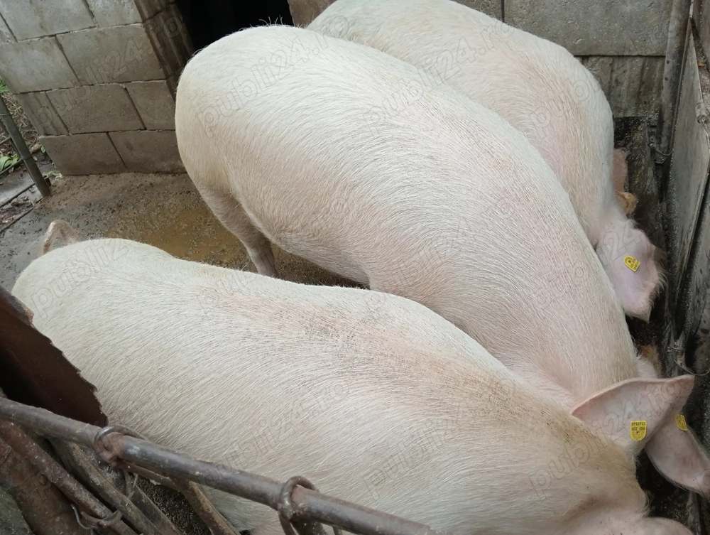 Vând porci pentru sacrificat