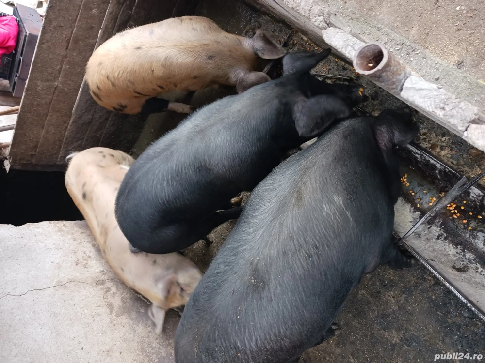 Porci pentru Craciun