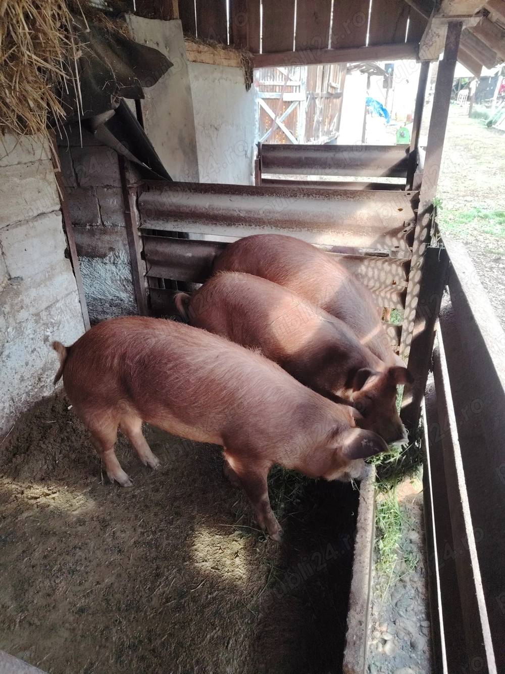 Vând porci,rasa pură, crescuți fara concentrat