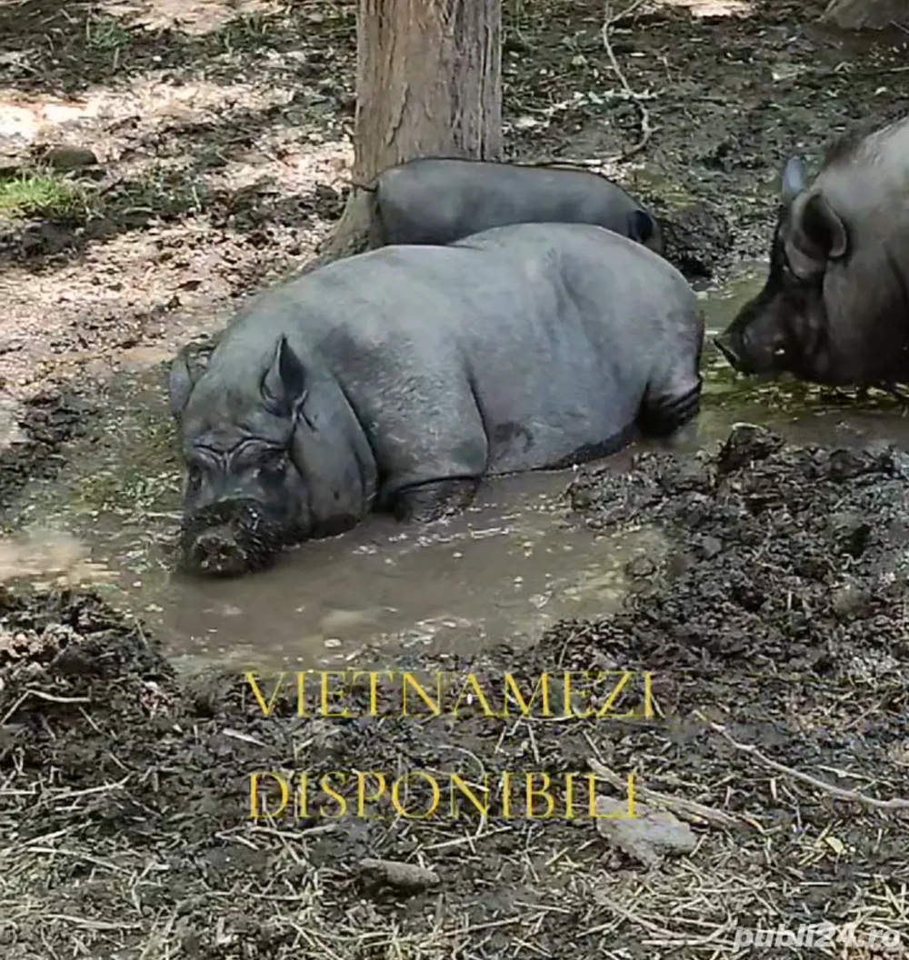 Super oferta scroafe vietnamez gestante sau schimb 